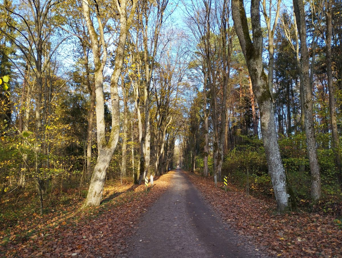 Aleja dojazdowa do Florianki jesienią
